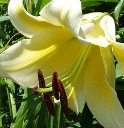 Photo of Lily (Lilium 'Cherbourg') uploaded by pirl