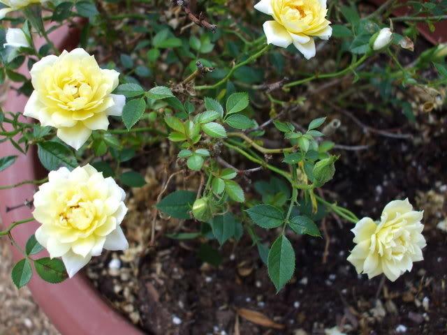 Photo of Rose (Rosa 'Yellow Ribbons') uploaded by poisondartfrog