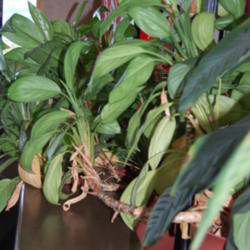 
Date: 2014-07-17
Back of leaves, unknown cultivar spotted in hotel lobby in PA, US