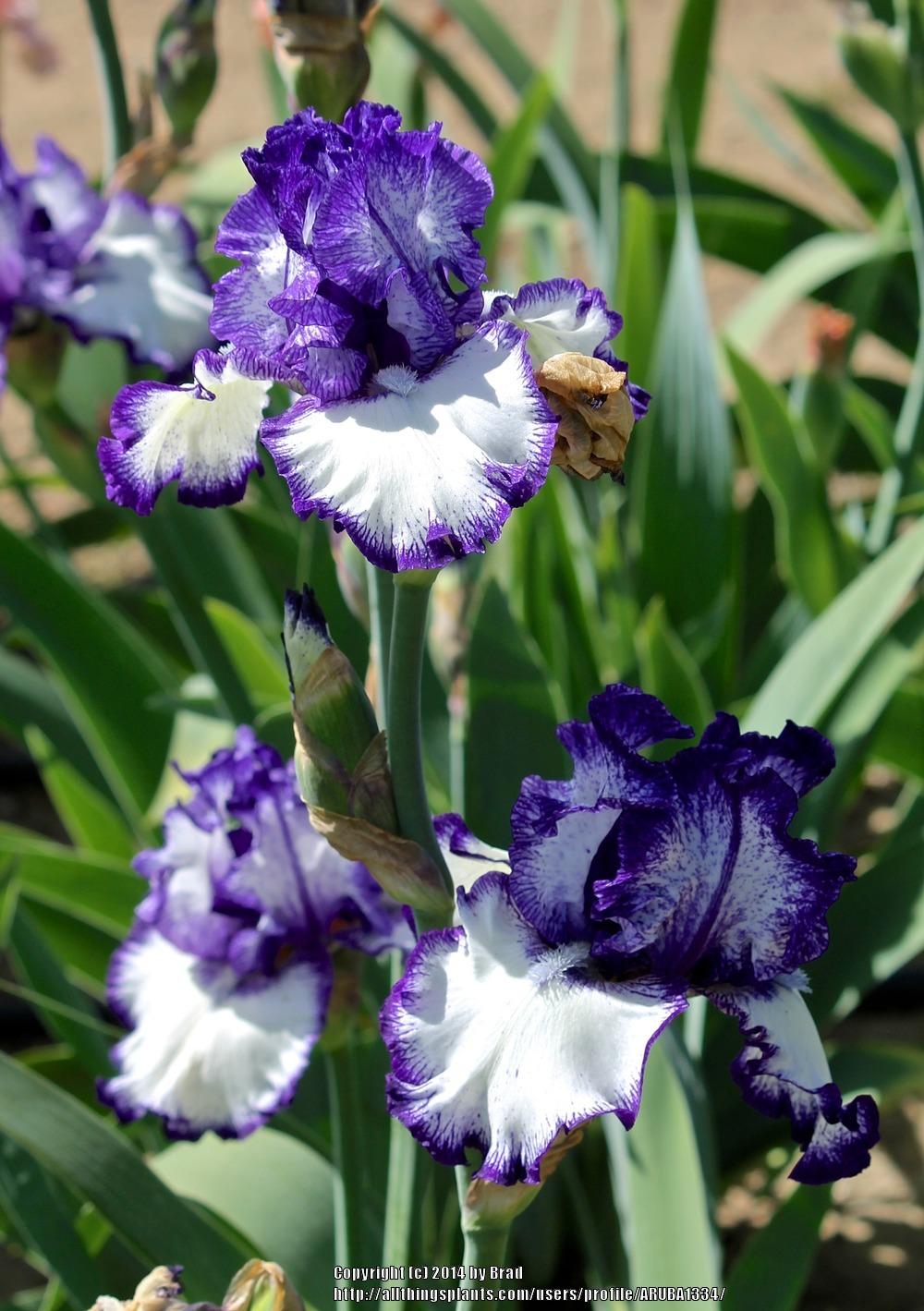 Photo of Tall Bearded Iris (Iris 'Liberty Classic') uploaded by ARUBA1334