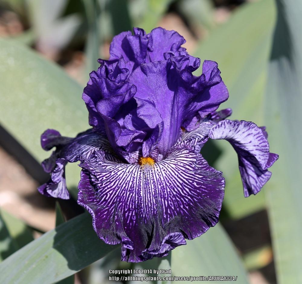 Photo of Tall Bearded Iris (Iris 'Clotho's Web') uploaded by ARUBA1334