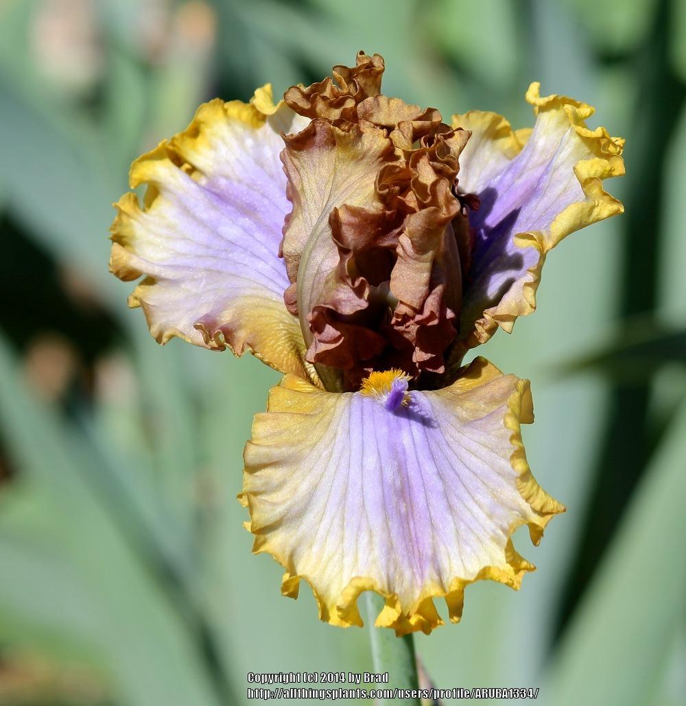 Photo of Tall Bearded Iris (Iris 'Zlatovláska') uploaded by ARUBA1334
