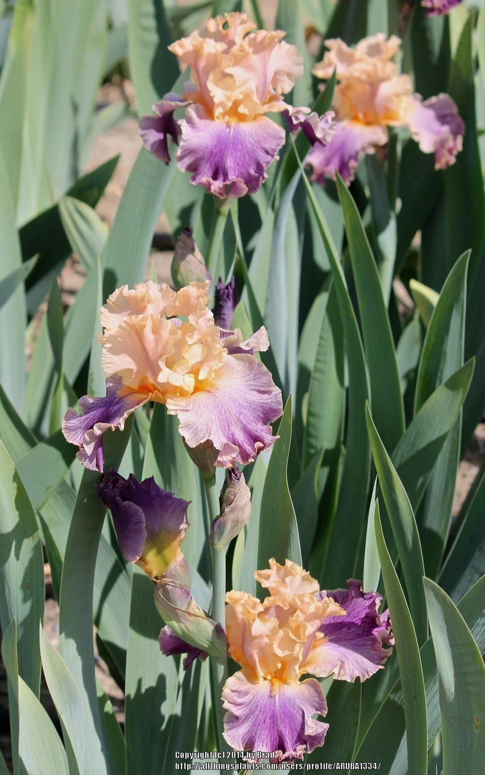 Photo of Tall Bearded Iris (Iris 'Spendthrift') uploaded by ARUBA1334
