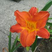Purchased from a daylily show in Northgate Mall (Cincinnati, Ohio