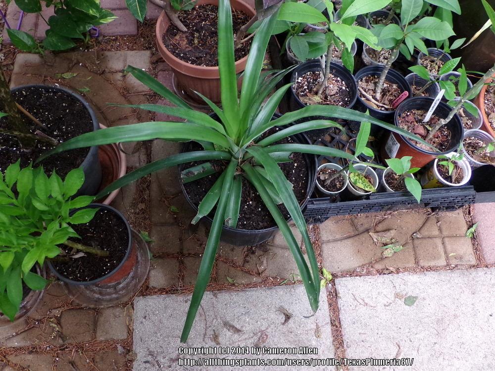 Photo of Pineapple (Ananas comosus) uploaded by TexasPlumeria87