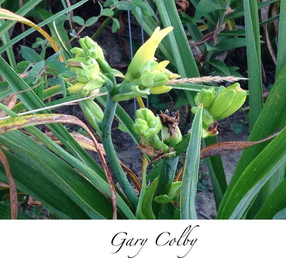 Photo of Daylily (Hemerocallis 'Gary Colby') uploaded by gsutche