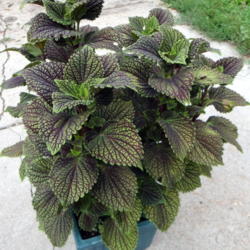 Location: Lincoln NE zone 5
Date: 2014-07-19
Neat looking upright growing coleus.