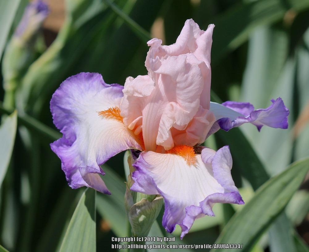 Photo of Tall Bearded Iris (Iris 'Edge of Eden') uploaded by ARUBA1334