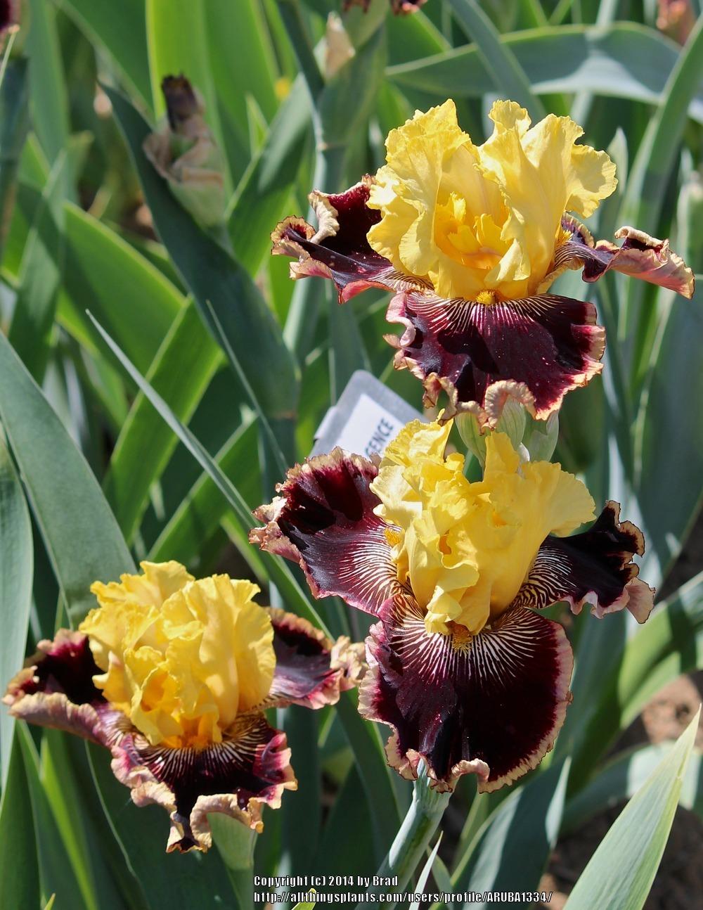 Photo of Tall Bearded Iris (Iris 'Indulgence') uploaded by ARUBA1334