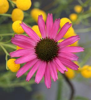 Photo of Tennessee Coneflower (Echinacea tennesseensis) uploaded by Calif_Sue