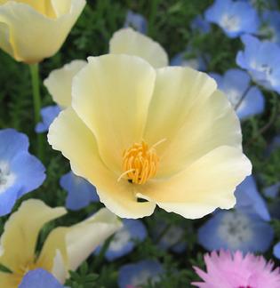 Photo of California Poppy (Eschscholzia californica 'Alba') uploaded by Calif_Sue
