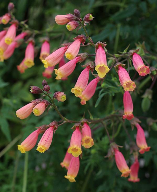 Photo of Chilean Glory Flower (Eccremocarpus scaber 'Pink Lemonade') uploaded by Calif_Sue