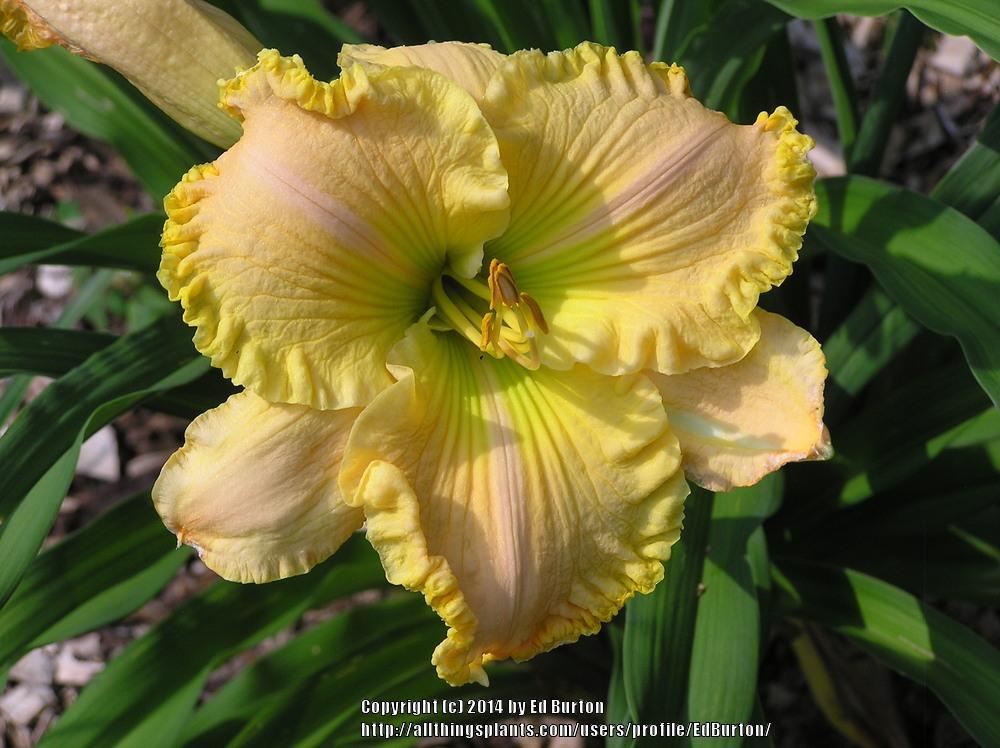 Photo of Daylily (Hemerocallis 'The Goldilocks Effect') uploaded by EdBurton