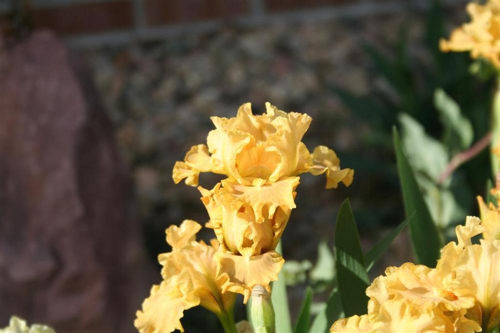 Photo of Standard Dwarf Bearded Iris (Iris 'All Ruffled Up') uploaded by KentPfeiffer