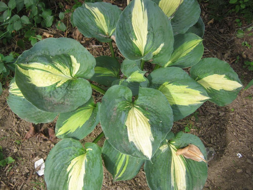 Photo of Hosta 'Dream Queen' uploaded by RobinD