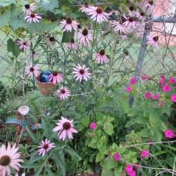 Location: Middle Tennessee
Date: 2014-07-16
TN Coneflowers (L) with Mirabilis jalapa
