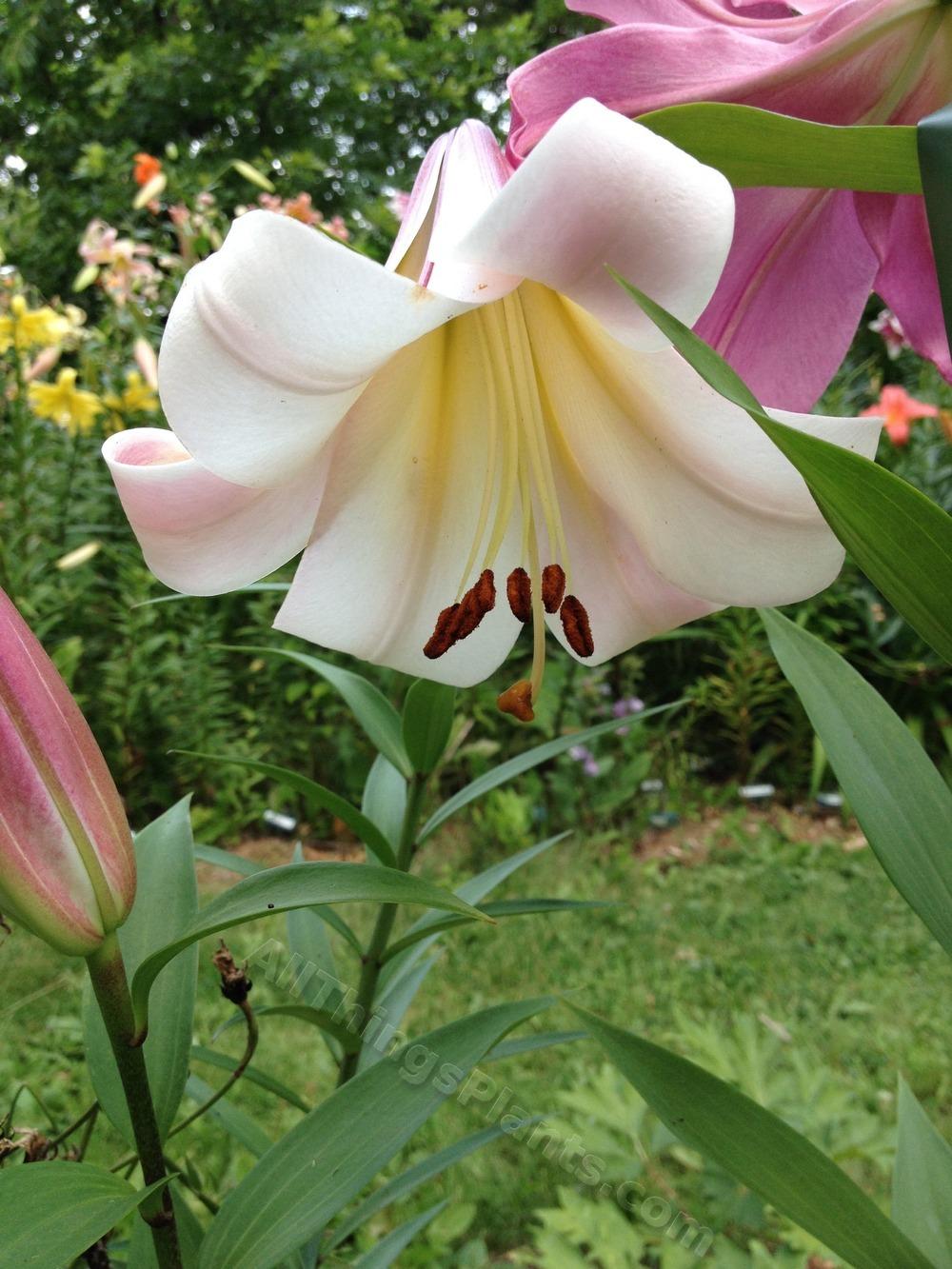 Photo of Lily (Lilium 'Eastern Moon') uploaded by magnolialover
