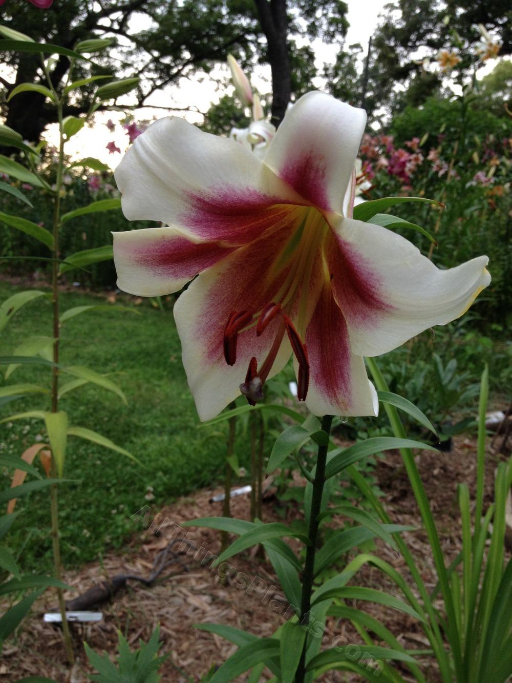 Photo of Lily (Lilium 'Passion Moon') uploaded by magnolialover