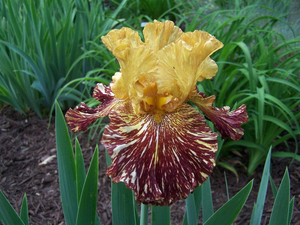 Photo of Tall Bearded Iris (Iris 'Spiced Tiger') uploaded by petruske