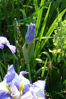 Photo of Japanese Iris (Iris ensata 'Greywoods Etcha Sketch') uploaded by pirl