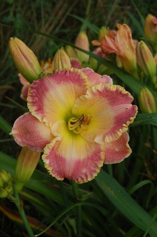 Photo of Daylily (Hemerocallis 'Spring Garden Greetings') uploaded by pixie62560