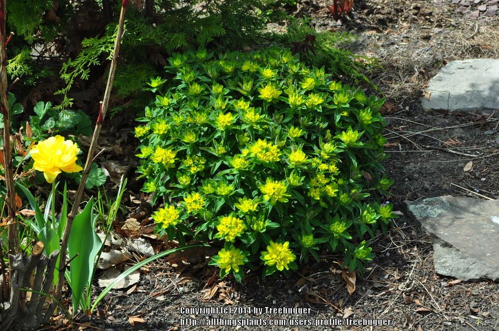 Photo of Cushion Spurge (Euphorbia epithymoides) uploaded by treehugger