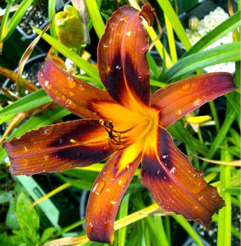 Photo of Daylily (Hemerocallis 'Brown Witch') uploaded by Heart2Heart