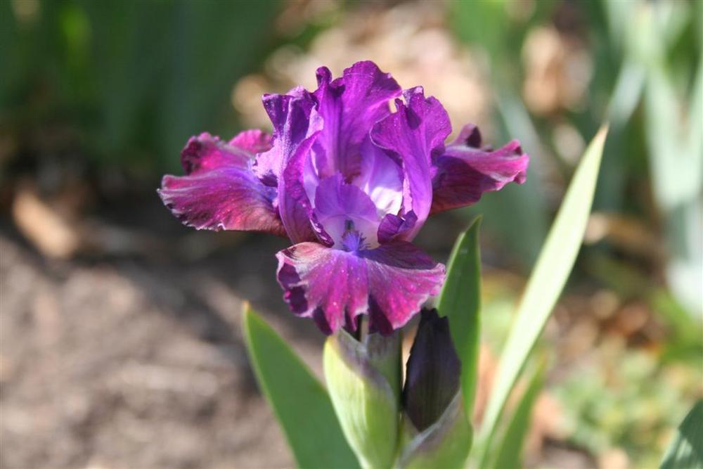 Photo of Standard Dwarf Bearded Iris (Iris 'Career') uploaded by KentPfeiffer