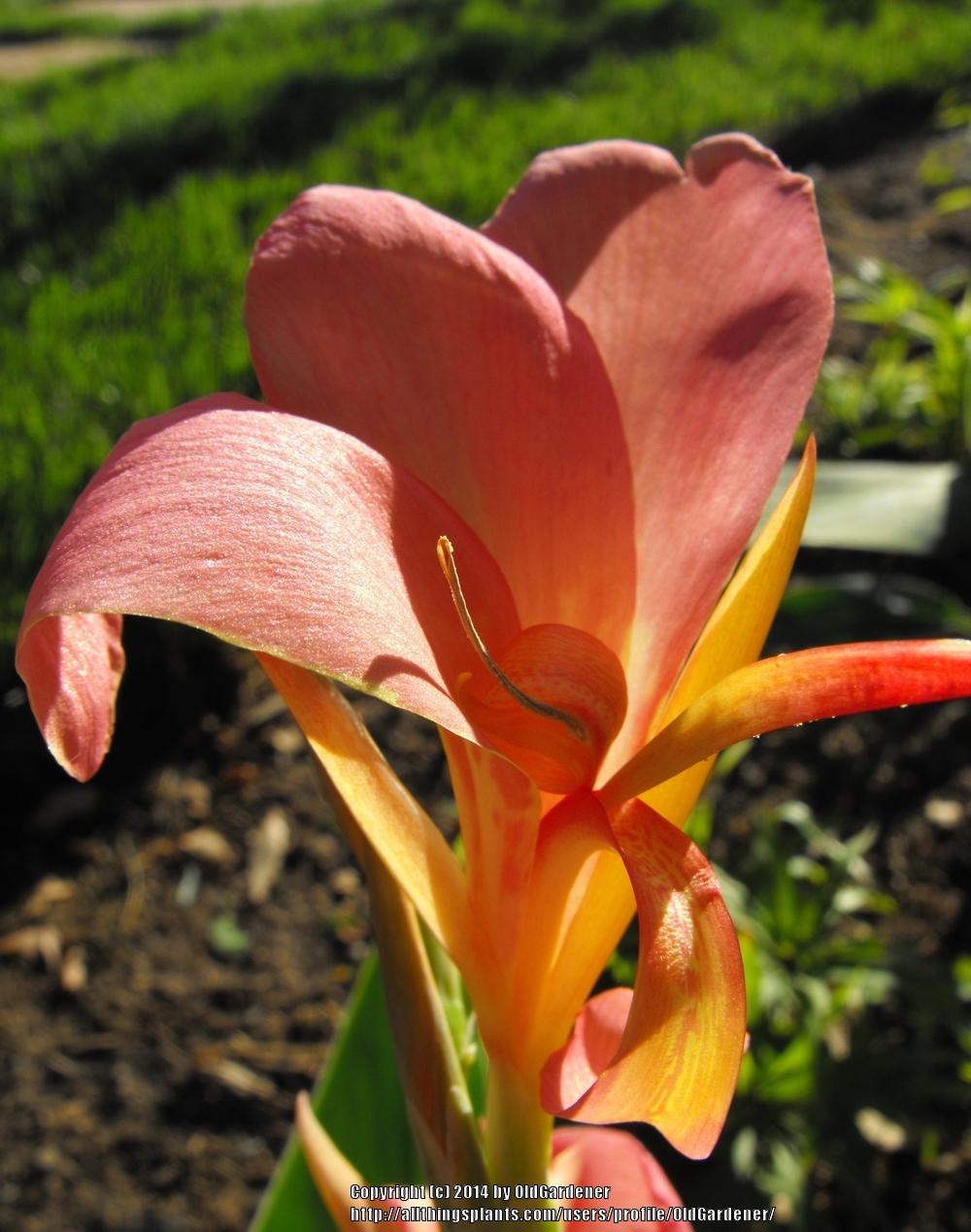 Photo of Cannas (Canna) uploaded by OldGardener