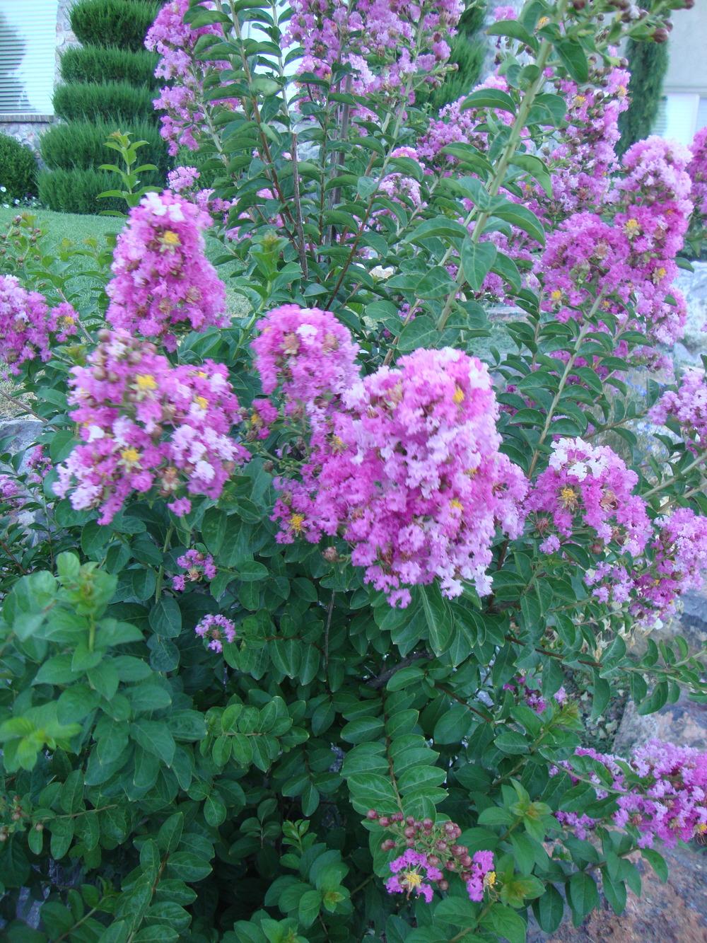 Photo of Crepe Myrtle (Lagerstroemia 'Zuni') uploaded by Paul2032