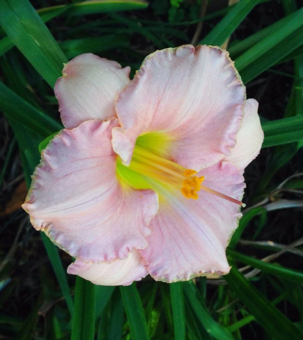 Photo of Daylily (Hemerocallis 'Driving Me Wild') uploaded by bxncbx