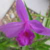 First time bloom of Sobralia andreae