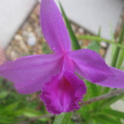 Location: Homestead, FL
Date: 2014-07-21
First time bloom of Sobralia andreae