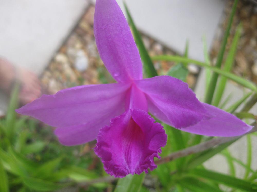 Photo of Orchid (Sobralia andreae) uploaded by chiquib313