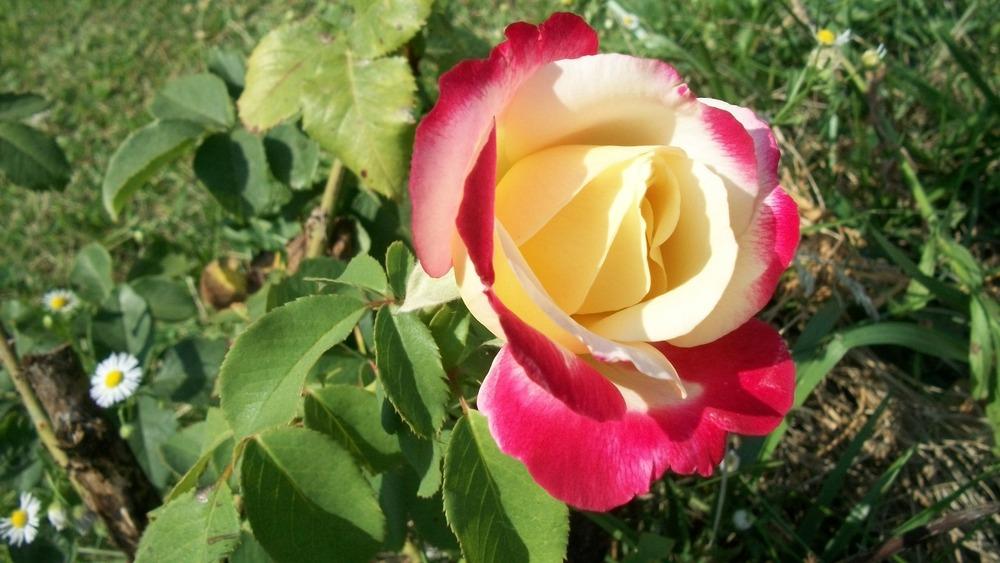 Photo of Hybrid Tea Rose (Rosa 'Double Delight') uploaded by hazeleyes