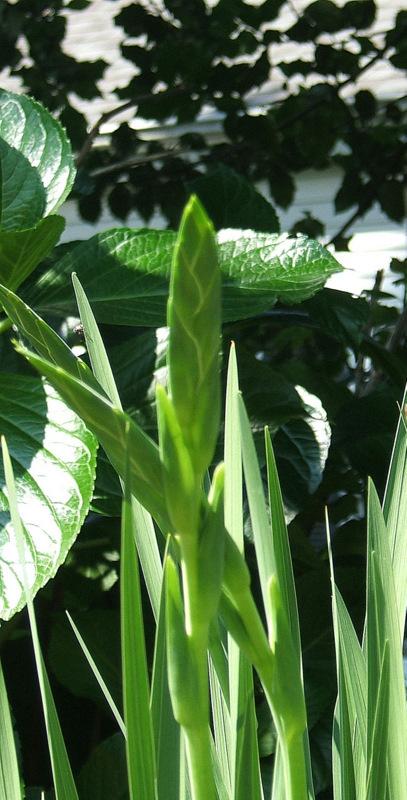 Photo of Hybrid Gladiola (Gladiolus 'Flevo Laguna') uploaded by pirl