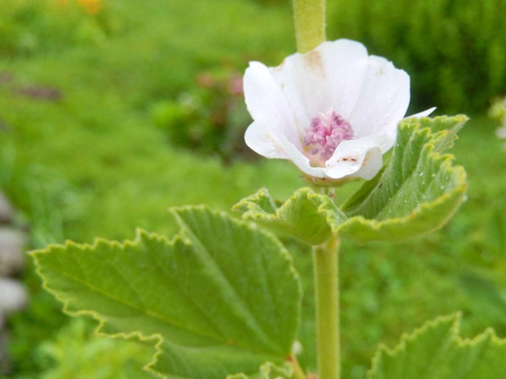 Photo of Marsh Mallow (Althaea officinalis) uploaded by Bonehead