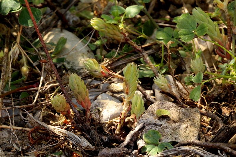 Photo of European Stonecrop (Petrosedum ochroleucum subsp. ochroleucum) uploaded by Chromaphyto