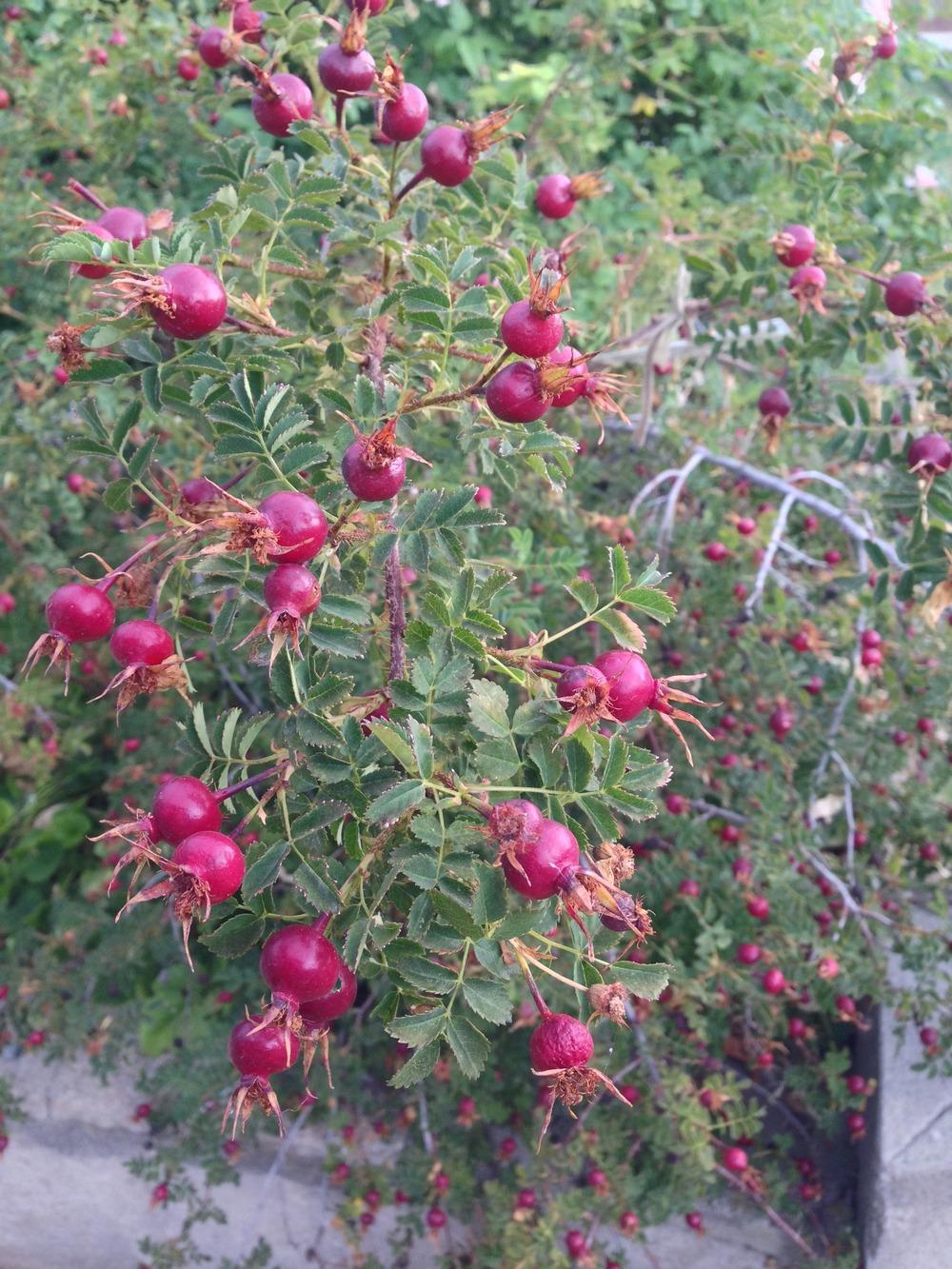 Photo of Species Rose (Rosa spinosissima) uploaded by HamiltonSquare