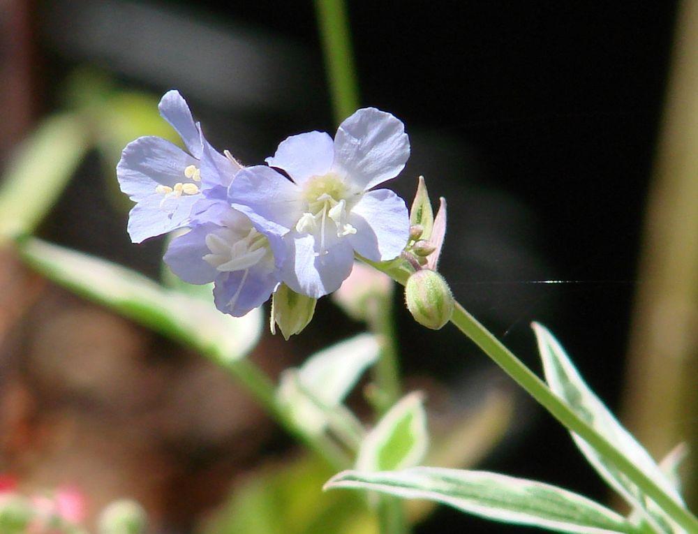 Photo of Jacob's Ladder (Polemonium reptans 'Touch of Class') uploaded by Joy