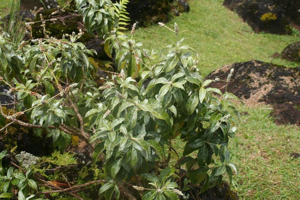 Photo of Hawaiʻi Rockwort (Nototrichium sandwicense) uploaded by KentPfeiffer