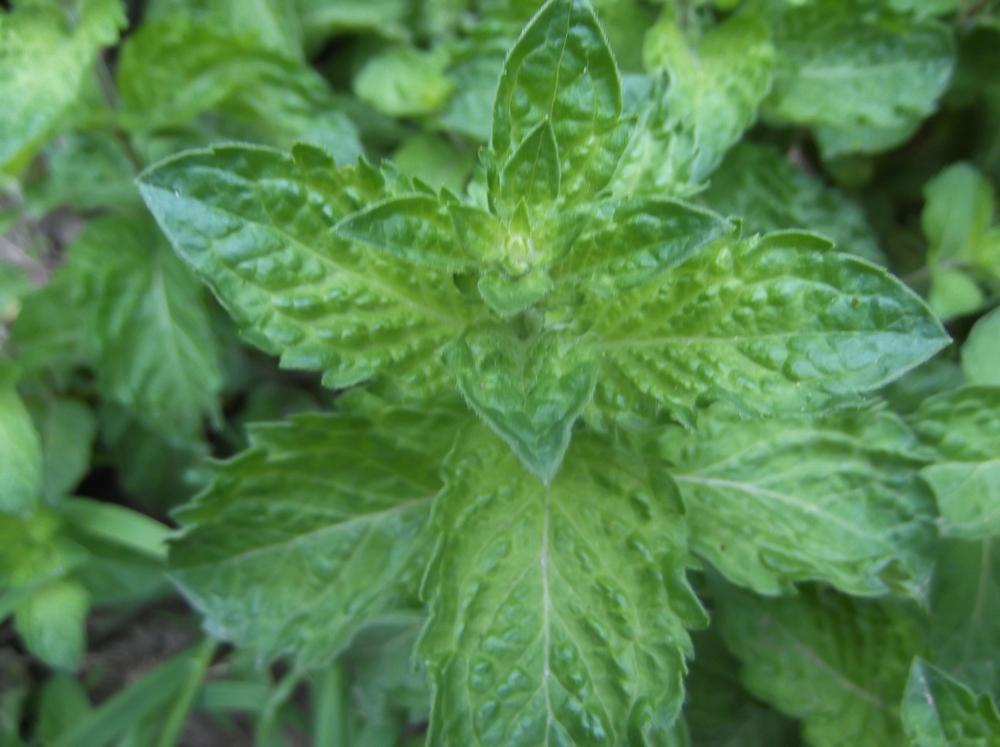 Photo of Curly Mint (Mentha spicata subsp. spicata) uploaded by Linneaj