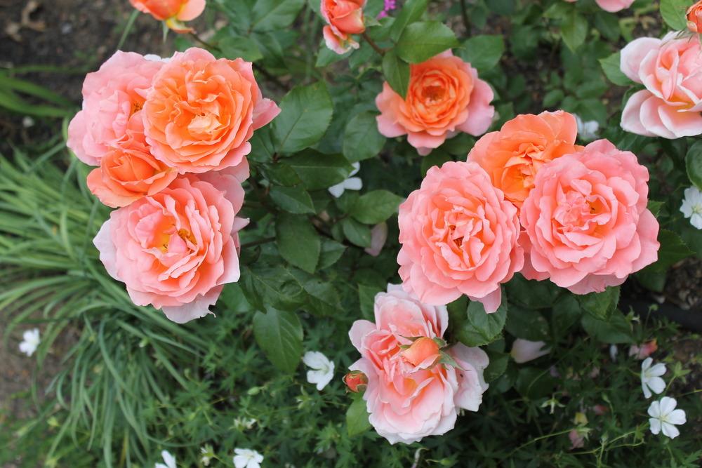 Photo of Rose (Rosa 'Sweet Fragrance') uploaded by Meredith79