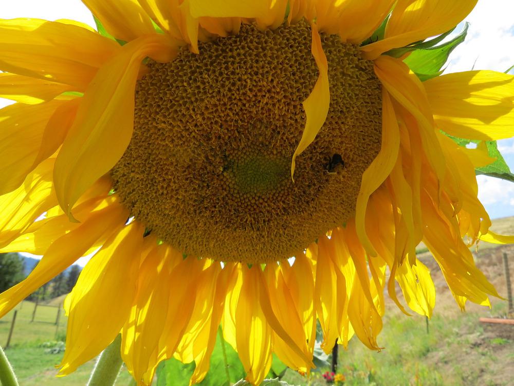 Photo of Sunflower (Helianthus annuus 'Mammoth Russian') uploaded by Natalie