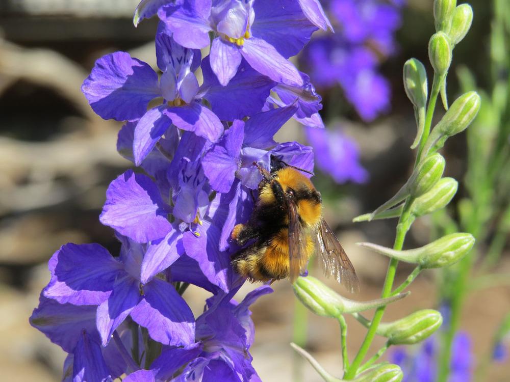 Photo of Larkspur (Consolida ajacis) uploaded by Natalie