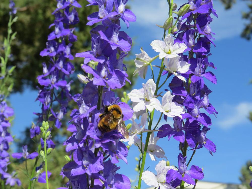 Photo of Larkspur (Consolida ajacis) uploaded by Natalie