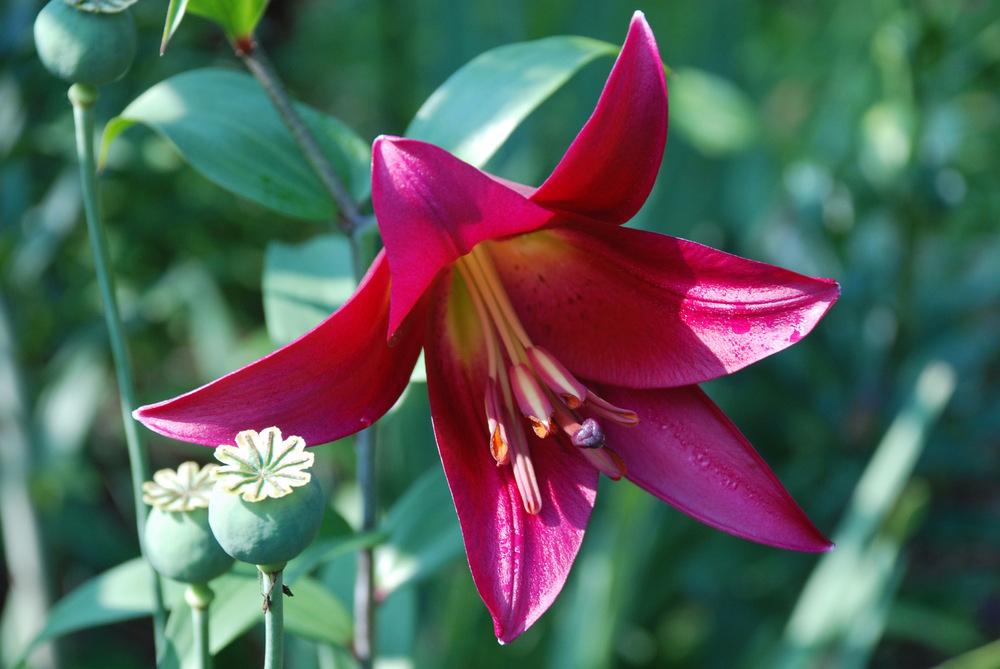 Photo of Lily (Lilium 'Mussasi') uploaded by bearsearch