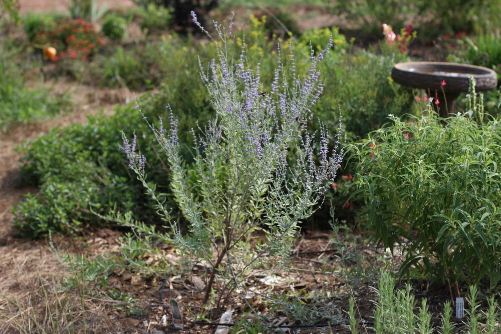 Photo of Russian Sage (Salvia 'Little Spire') uploaded by dave