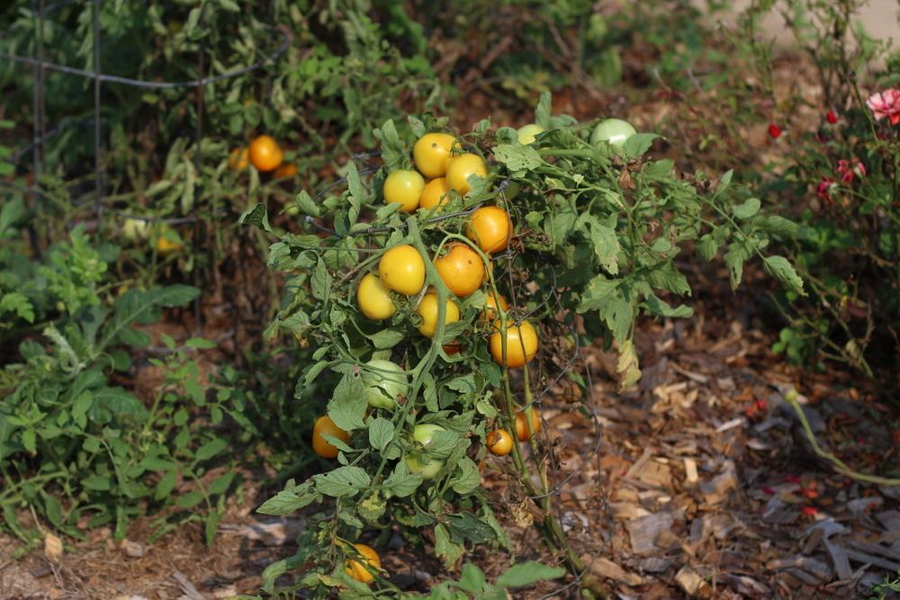 Photo of Tomato (Solanum lycopersicum 'Taxi') uploaded by dave