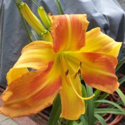 Location: Dracut, MA
Date: 2014-07-20
Outrageous Ramona is an Ideal Name for this Daylily!